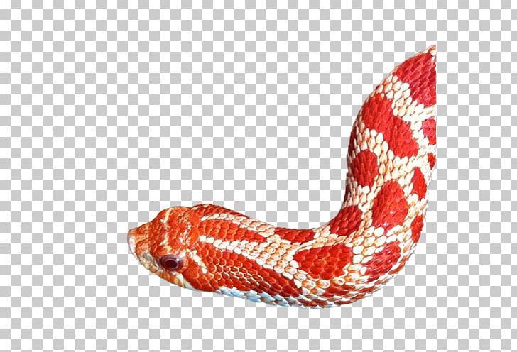 Western Hognose Snake Reptile Kingsnakes Elaphe Carinata PNG, Clipart, Animal, Animals, Bearded Dragon, Black Rat Snake, Boa Constrictor Free PNG Download