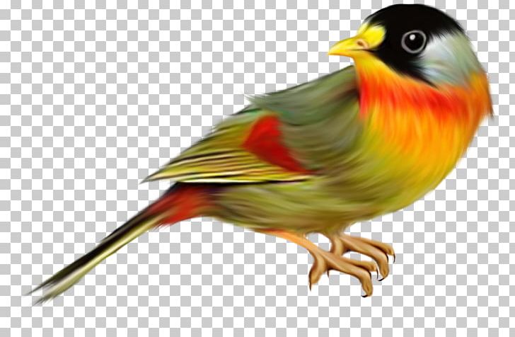 Bird Common Starling House Sparrow Finch Passerine PNG, Clipart, Animals, Animation, Beak, Bird, Bird Png Free PNG Download