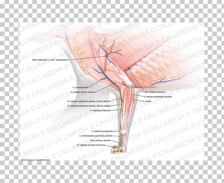 Thumb Nerve Muscle Nervous System Human Anatomy PNG, Clipart, Anatomy, Angle, Arm, Beak, Blood Vessel Free PNG Download