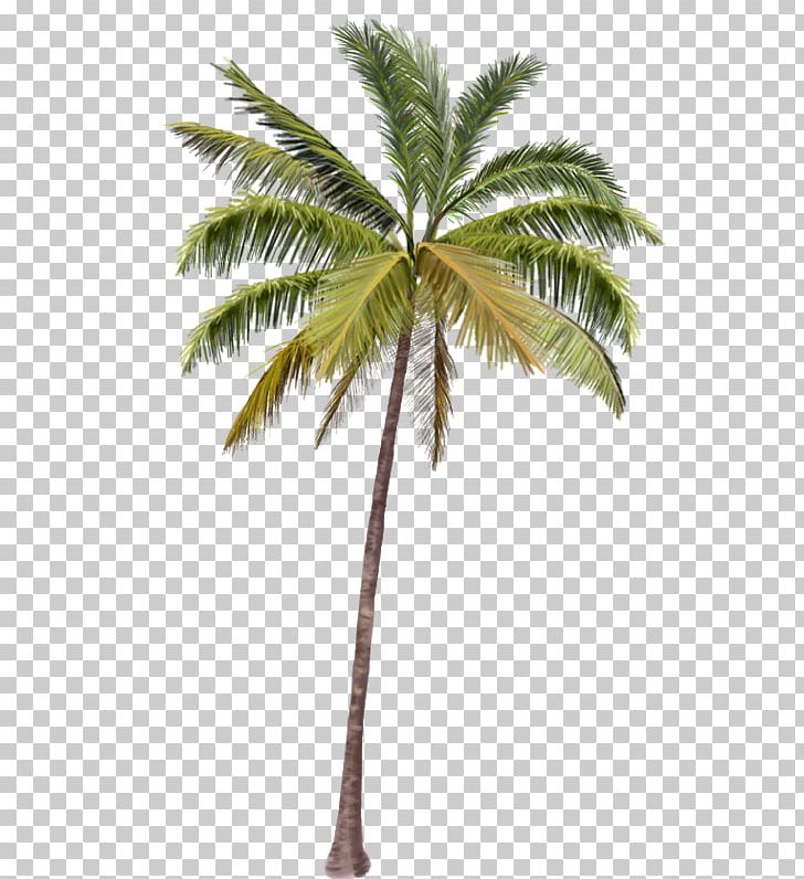 Arecaceae Coco's Beach Club Cancun PNG, Clipart, Arecaceae, Beach Club, Cancun, Real, Trees Free PNG Download