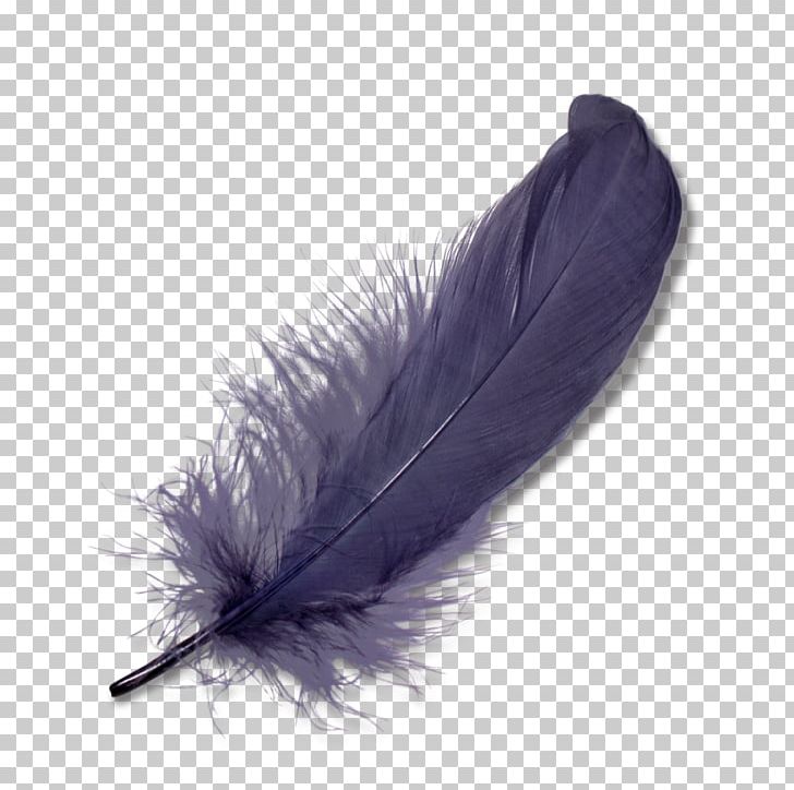 Feather PNG, Clipart, Clip Art, Color, Download, Encapsulated Postscript, Fall Free PNG Download