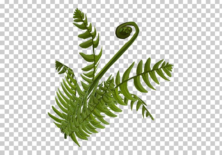 Fern Plant Stem Leaf Equisetum PNG, Clipart, Equisetum, Fern, Ferns And Horsetails, Fiddlehead Fern, Fireflies Free PNG Download