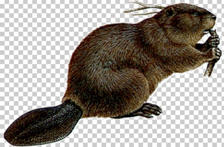 Welcome To The World Of Beavers PNG, Clipart, Animal Figure, Animals, Beaver, Bit, Camera Free PNG Download