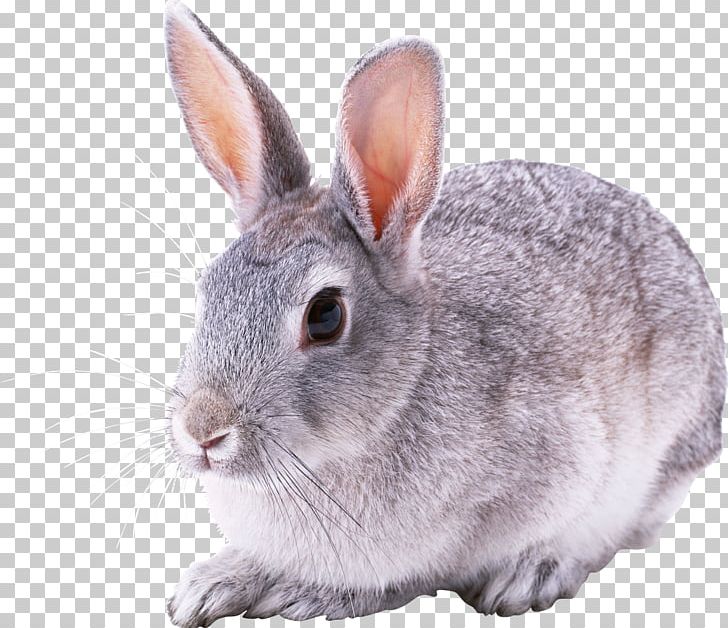 White Rabbit Child Hare PNG, Clipart, Animal, Animals, Child, Cottontail Rabbit, Cuteness Free PNG Download