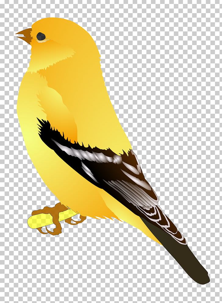 American Goldfinch European Goldfinch Bird PNG, Clipart, American Goldfinch, Animals, Beak, Bird, Download Free PNG Download