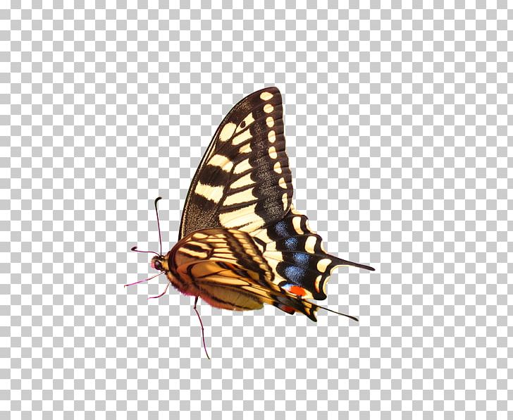 Butterfly PNG, Clipart, Arthropod, Brush Footed Butterfly, Butterflies, Butterfly Group, Color Free PNG Download