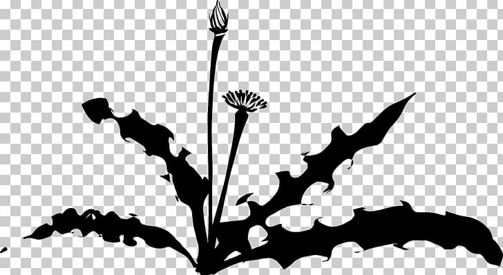 Dandelion Drawing PNG, Clipart, Black And White, Branch, Clip, Computer Icons, Dandelion Free PNG Download