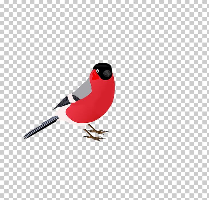 Eurasian Bullfinch PNG, Clipart, Animals, Beak, Bird, Bullfinch, Desktop Wallpaper Free PNG Download