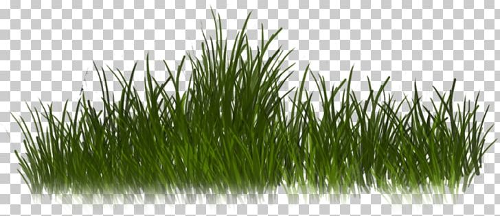 Grass PNG, Clipart, Chrysopogon Zizanioides, Clip Art, Commodity, Encapsulated Postscript, Graphics Software Free PNG Download