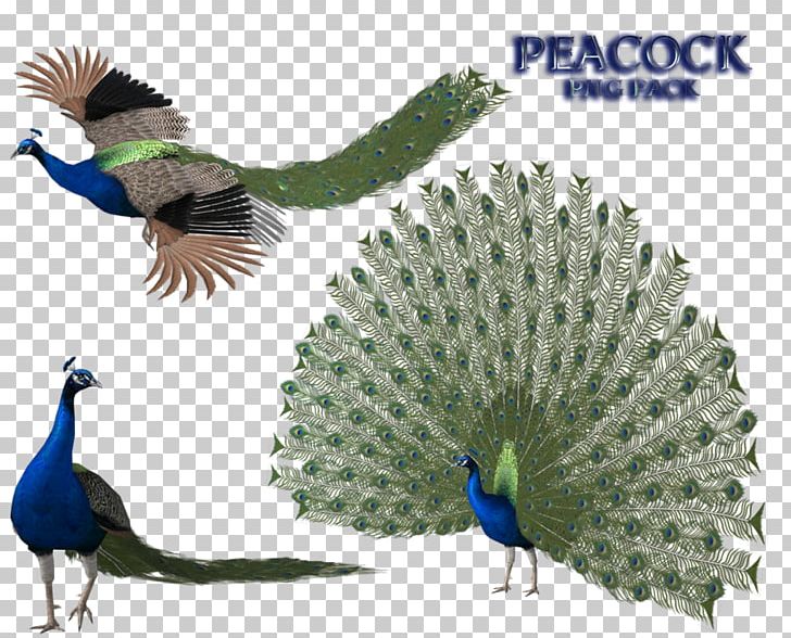 Peafowl Feather Open XML Paper Specification PNG, Clipart, 3d Computer Graphics, Animals, Beak, Bird, Download Free PNG Download