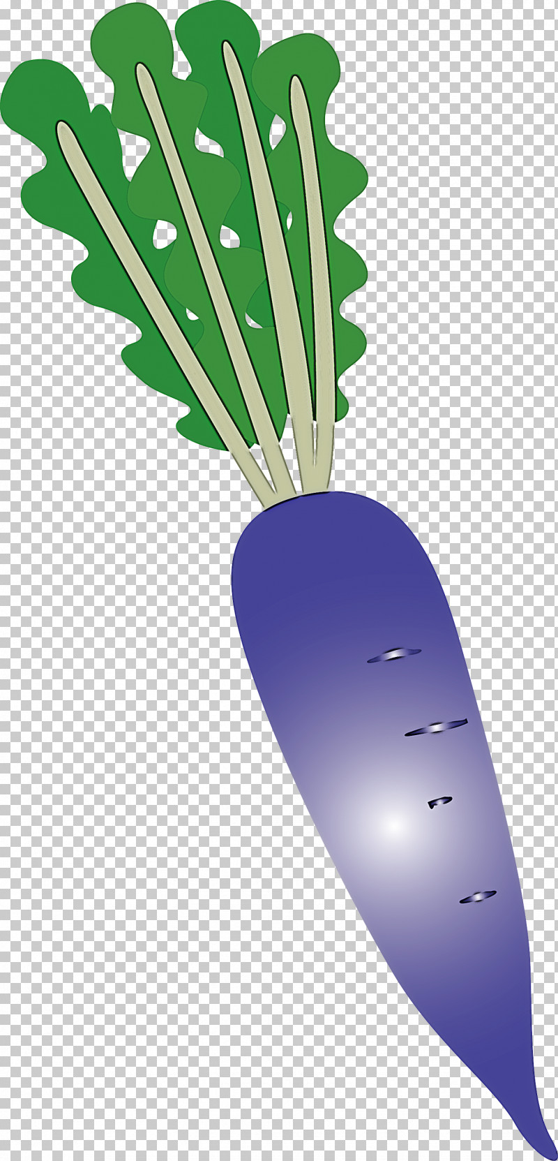 Radish PNG, Clipart, Beetroot, Carrot, Daikon, Leaf, Leaf Vegetable Free PNG Download