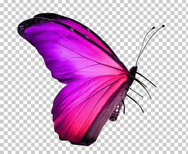 Butterfly Insect Stock Photography Red PNG, Clipart, Arthropod, Brush Footed Butterfly, Butterfly, Heliconius Erato, Insect Free PNG Download
