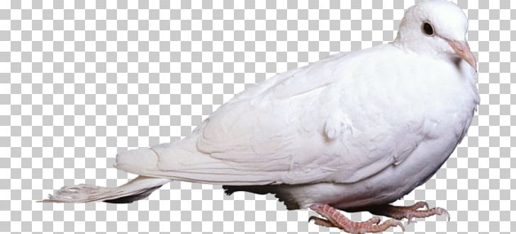 Columbidae Rock Dove Bird PNG, Clipart, Animals, Beak, Bird, Colombe, Columbidae Free PNG Download