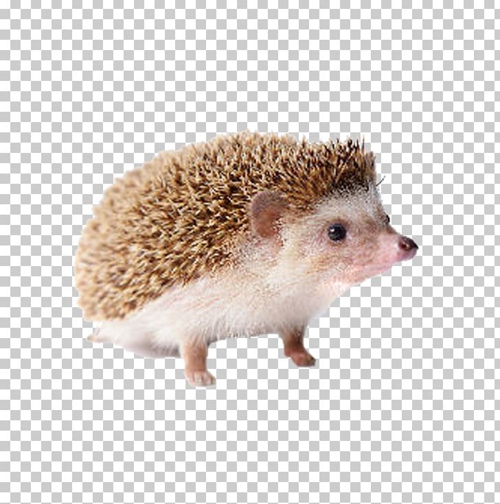 Domesticated Hedgehog Four-toed Hedgehog Porcupine PNG, Clipart, Adobe Illustrator, Animals, Cute Animal, Cute Animals, Cute Border Free PNG Download