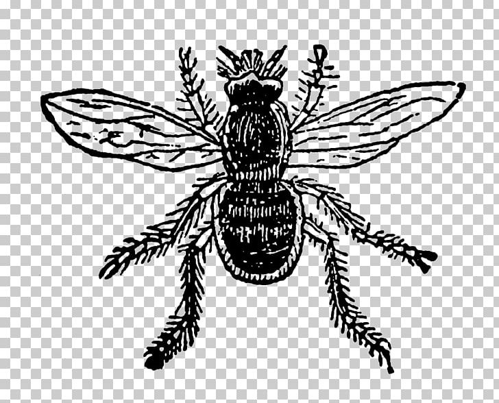 Insect Honey Bee Pollinator PNG, Clipart, Animal, Animals, Arthropod, Bee, Black And White Free PNG Download