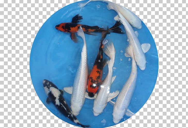 Koi PNG, Clipart, Koi, Others Free PNG Download