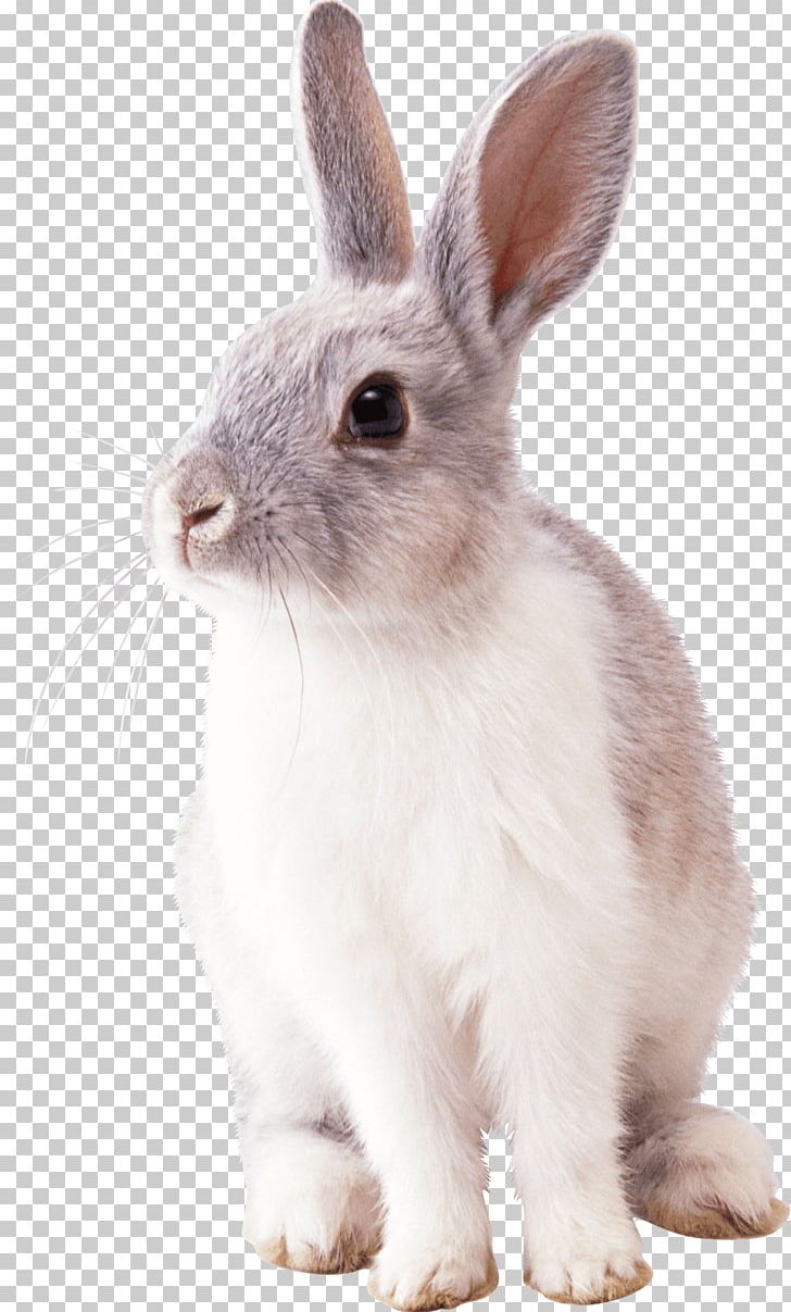 Cottontail Rabbit Easter Bunny PNG, Clipart, Animals, Clip Art, Cottontail Rabbit, Domestic Rabbit, Download Free PNG Download