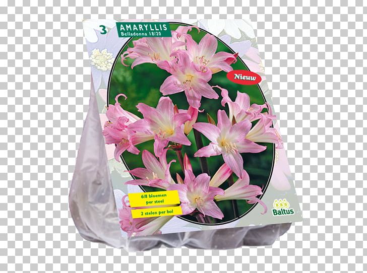 Cut Flowers Giant Allium Bolgewas Tulip Little Red Riding Hood PNG, Clipart, Allium, Amaryllis Belladonna, Boeing C17 Globemaster Iii, Bolgewas, Cut Flowers Free PNG Download