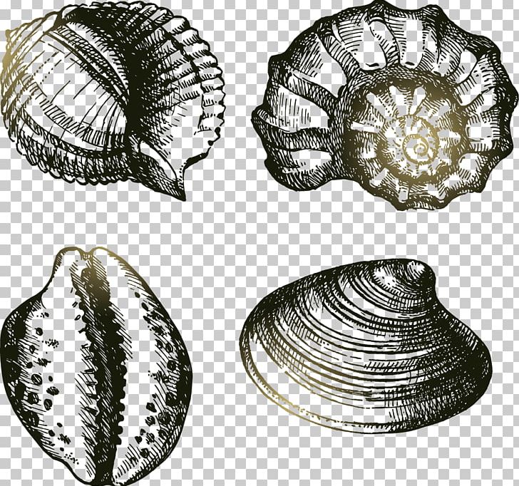 Drawing Seashell Cowry Illustration PNG, Clipart, Clam, Clams Oysters Mussels And Scallops, Cockle, Conch, Conchology Free PNG Download