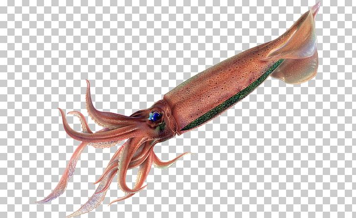 Squid Octopus PNG, Clipart, Animal Source Foods, Atlantic Bluefin Tuna, Cephalopod, Invertebrate, Marine Invertebrates Free PNG Download