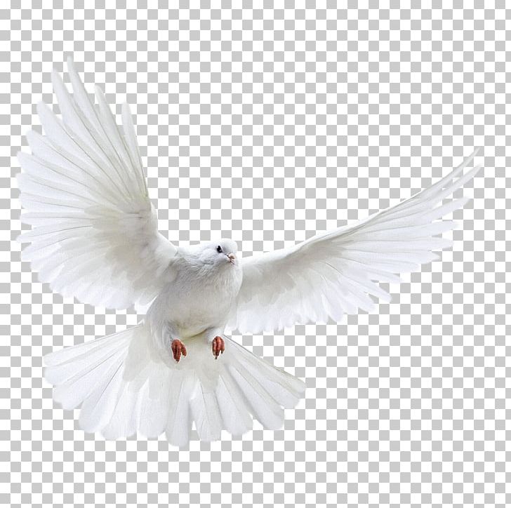 Columbidae Bird Photography PNG, Clipart, Angel Wing, Angel Wings, Beak, Bird, Bird Photography Free PNG Download