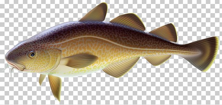 Common Carp Carp Fishing Goldfish PNG, Clipart, Animal Figure, Animals, Bony Fish, Carp, Carp Fishing Free PNG Download