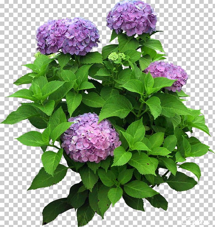 Flower Plant Tree PNG, Clipart, Annual Plant, Cornales, Flower, Flowering Plant, Grass Free PNG Download