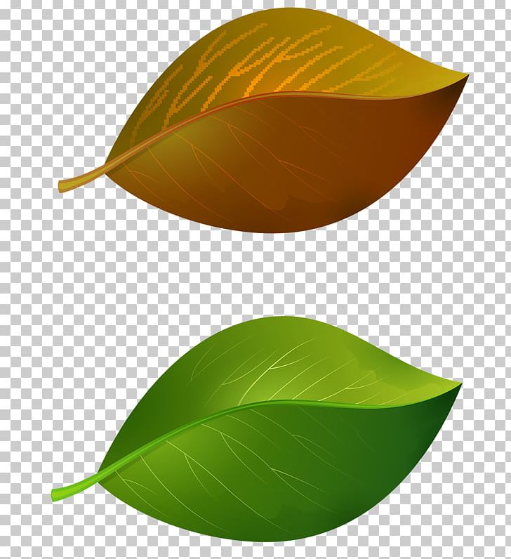 Leaf PNG, Clipart, Green Gray, Leaf, Plant Free PNG Download