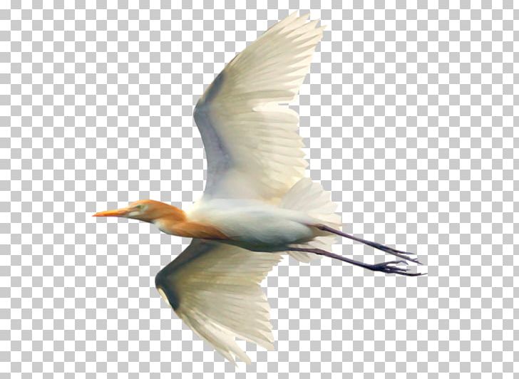 Portable Network Graphics White Stork Water Bird Cygnini PNG, Clipart, Animals, Beak, Bird, Ciconiiformes, Cygnini Free PNG Download
