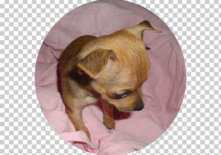 Chihuahua Russkiy Toy Puppy Dog Breed Companion Dog PNG, Clipart, Animals, Breed, Carnivoran, Chihuahua, Chihuahua Dog Free PNG Download