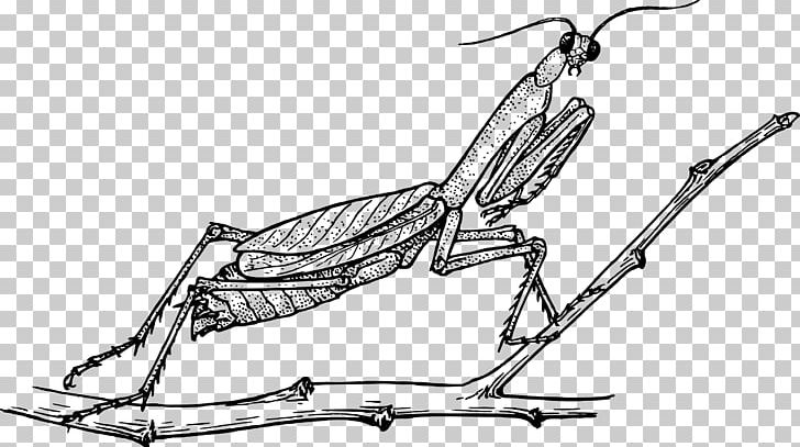Coloring Book Mantis Grasshopper Insect Doodle PNG, Clipart, Angle, Ant And The Grasshopper, Arm, Art, Artwork Free PNG Download