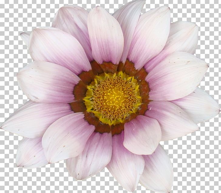Common Sunflower Transvaal Daisy PNG, Clipart, Abstract, Annual Plant, Cartoon, Dahlia, Daisy Family Free PNG Download