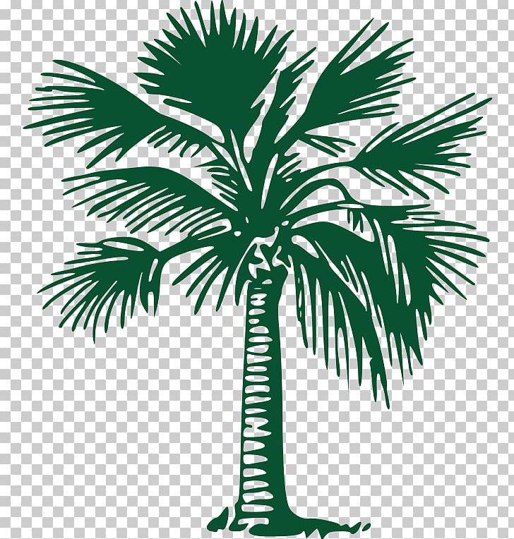 Elbow Beach Cycles Tree Arecaceae Return Address Gold Coast PNG, Clipart, Address, Arecaceae, Arecales, Black And White, Borassus Flabellifer Free PNG Download