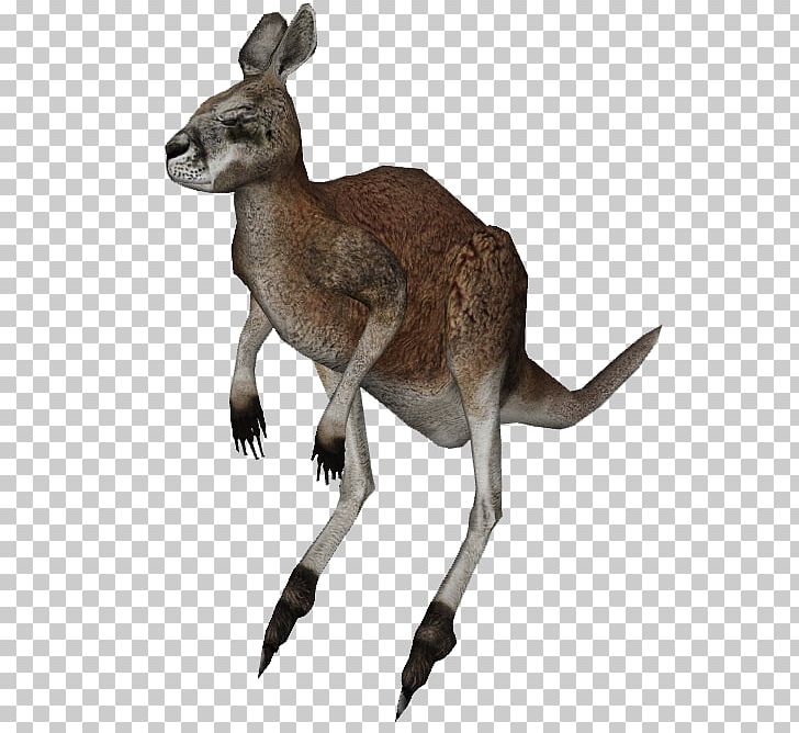 Kangaroo Procoptodon Wallaby Zoo Tycoon 2 PNG, Clipart, Animal, Animals, Crestfish, Deer, Eumecichthys Free PNG Download