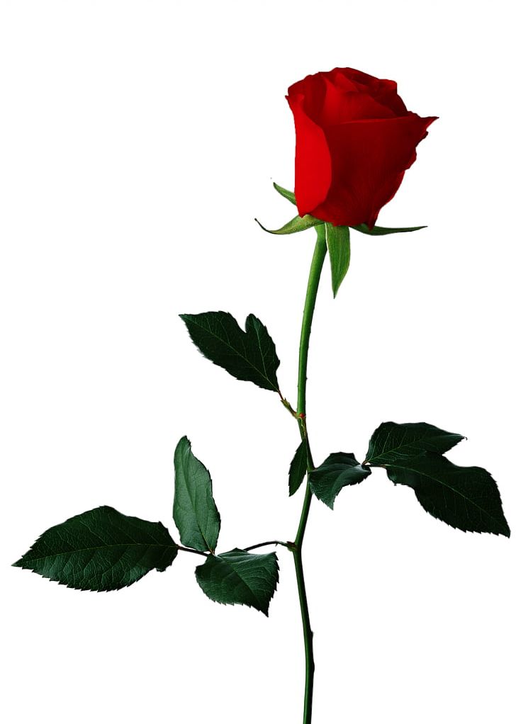 Rose PNG, Clipart, Branch, Bud, China Rose, Cut Flowers, Flora Free PNG Download