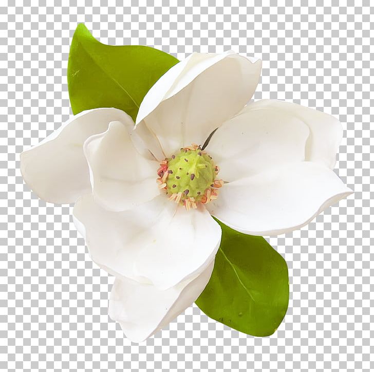 Flower Magnolia PNG, Clipart, Cape Jasmine, Clip Art, Cut Flowers, Digital Scrapbooking, Download Free PNG Download
