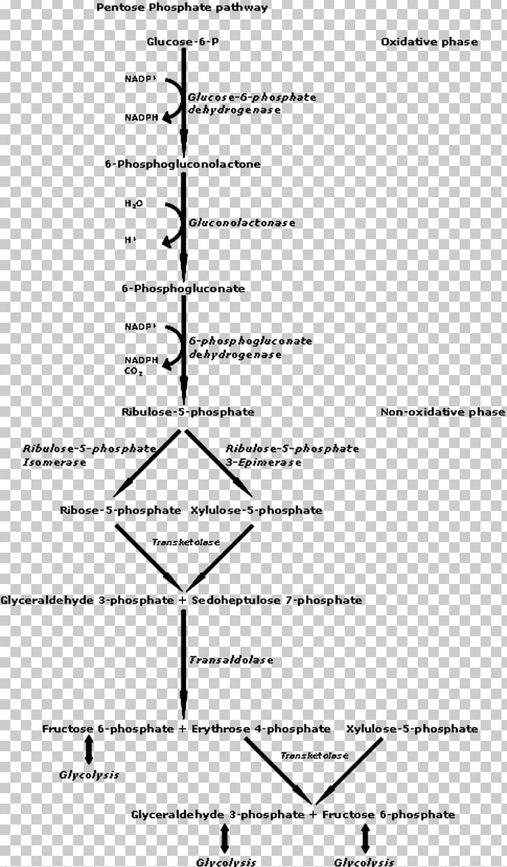 Pentose Phosphate Pathway Metabolic Pathway Nicotinamide Adenine Dinucleotide Phosphate Glycolysis PNG, Clipart, Angle, Area, Black And White, Diagram, Document Free PNG Download