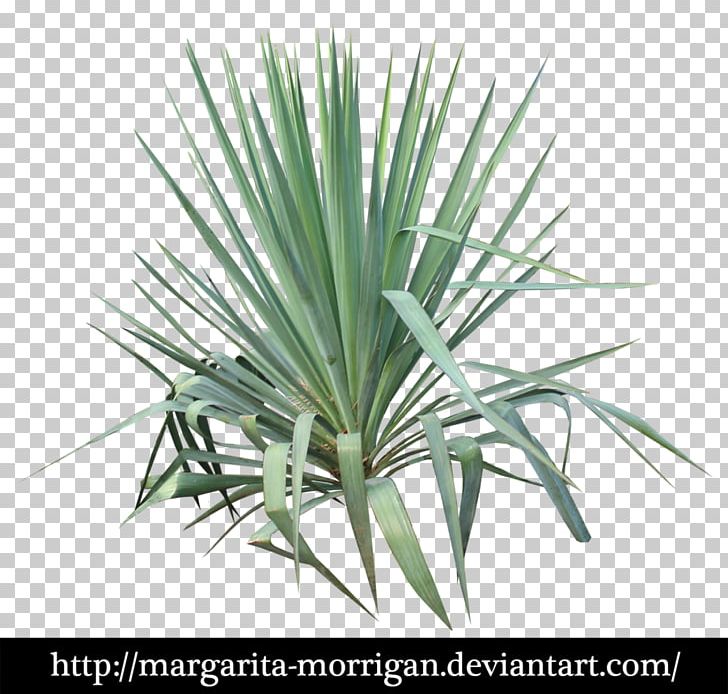 Plant Stem Leaf Yucca PNG, Clipart, Agave, Agave Azul, Arecales, Art, Artist Free PNG Download