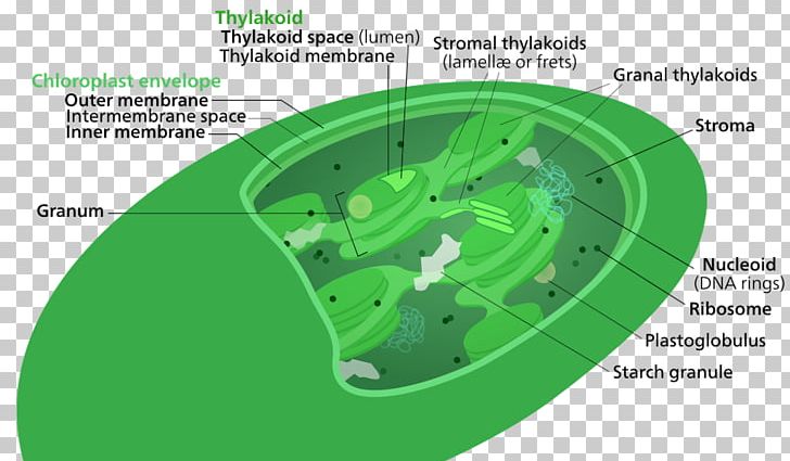 Thylakoid Chlorophyll Stroma Chloroplast Membrane PNG, Clipart, Bacterial Outer Membrane, Biological Membrane, Chlorophyll, Chlorophyll A, Chloroplast Free PNG Download