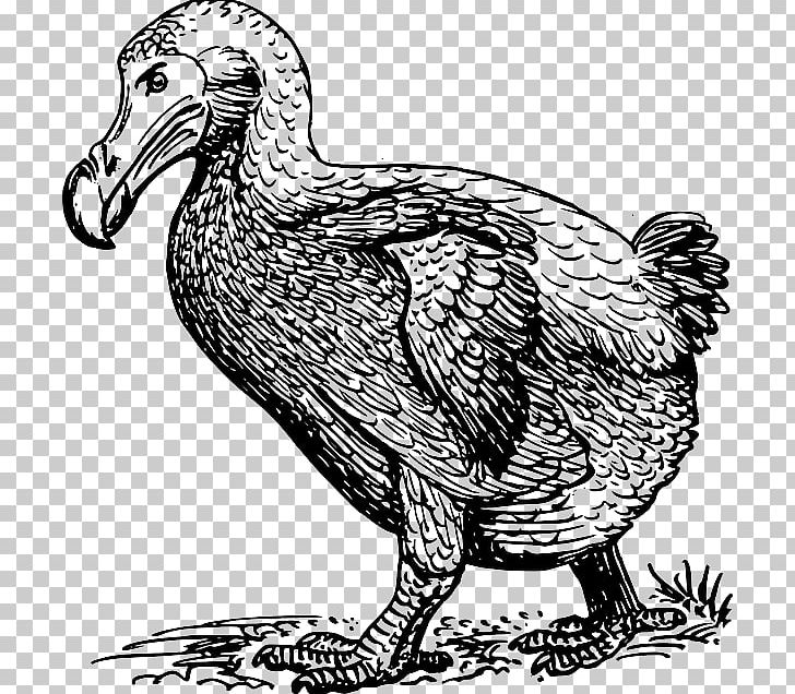 Bird Dodo Graphics Drawing PNG, Clipart, Animals, Art, Artwork, Beak, Bird Free PNG Download