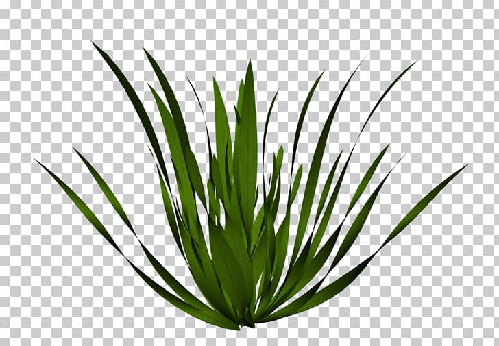 Plant Drawing Tree Grasses PNG, Clipart, Agave, Agave Azul, Agave Nectar, Aloe, Aquarium Decor Free PNG Download
