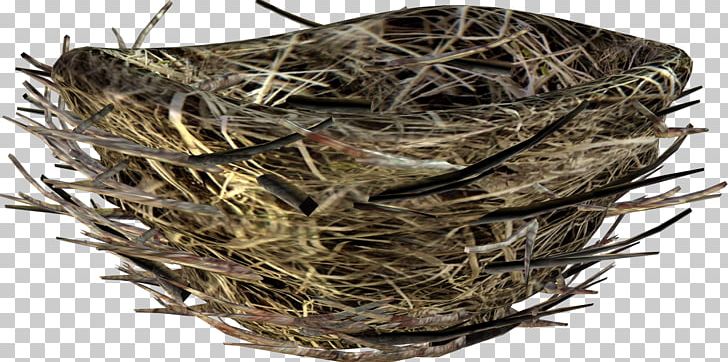 Bird Nest Rook PNG, Clipart, Animals, Barn Swallow, Bird, Bird Nest, Depositfiles Free PNG Download