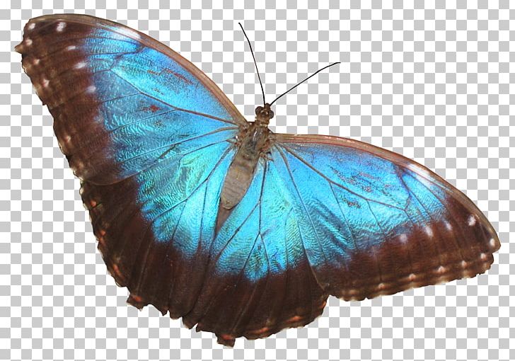 Butterfly Nymphalidae PNG, Clipart, Arthropod, Brush Footed Butterfly, Color, Colorful Background, Color Pencil Free PNG Download