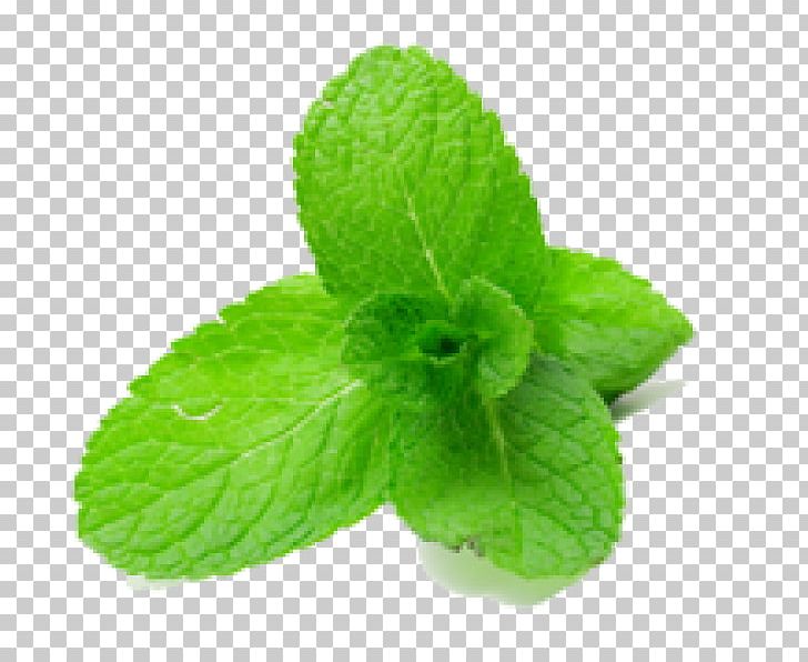 Peppermint Flavor Herb Mentha Spicata PNG, Clipart, Coriander, Extract, Food, Health, Herbalism Free PNG Download
