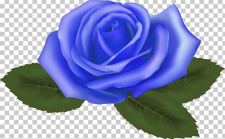 Blue Rose Garden Roses Cabbage Rose Floribunda PNG, Clipart, Blue, Blue Rose, Cut Flowers, Floribunda, Flower Free PNG Download