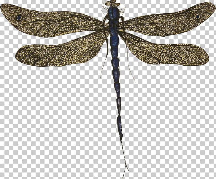 Butterfly Dragonfly Pterygota Arthropod Animal PNG, Clipart, Animal, Arthropod, Butterflies And Moths, Butterfly, Dragonflies And Damseflies Free PNG Download