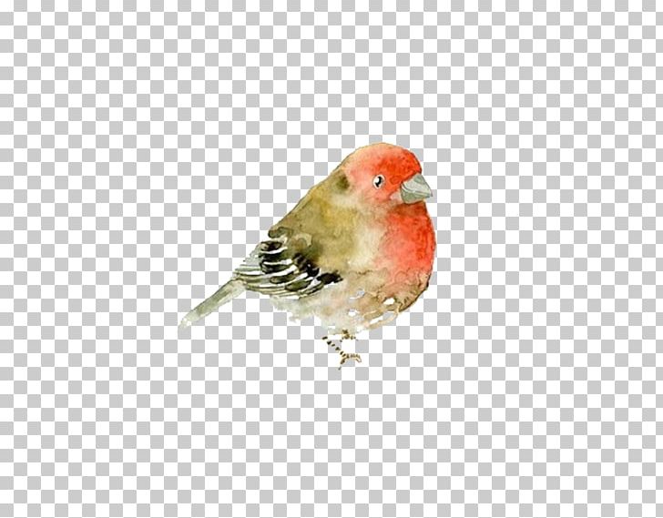 Italy Watercolor Painting Animal PNG, Clipart, Animal, Animals, Artist, Beak, Bird Free PNG Download