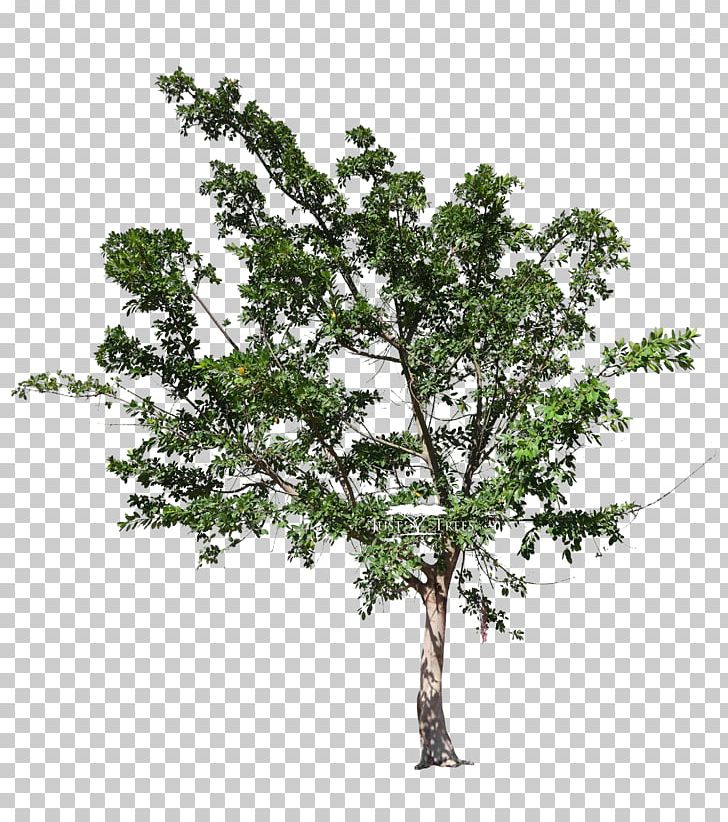 Plane Tree Family Oak Fig Trees Ficus Natalensis PNG, Clipart, Acacia Galpinii, Acer Platanoides, Branch, Evergreen, Ficus Natalensis Free PNG Download