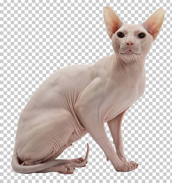 Sphynx Cat Donskoy Cat American Wirehair Kitten PNG, Clipart, Animal, Animals, Black Cat, Breed, Carnivoran Free PNG Download