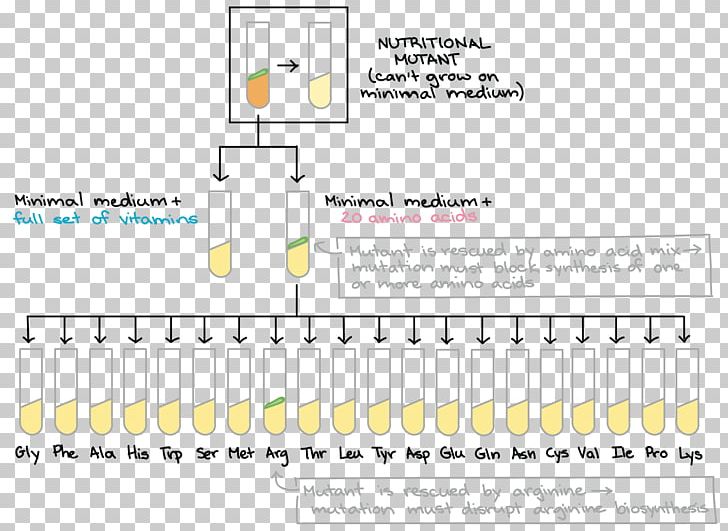 Amino Acid Stop Codon DNA Gene PNG, Clipart, Acid, Amino Acid, Amino Talde, Angle, Area Free PNG Download